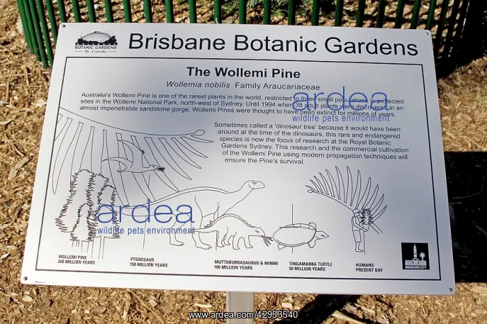 : Wollemi Pine - a recently discovered living fossil : Wollemi Pine - a recently discovered living fossil