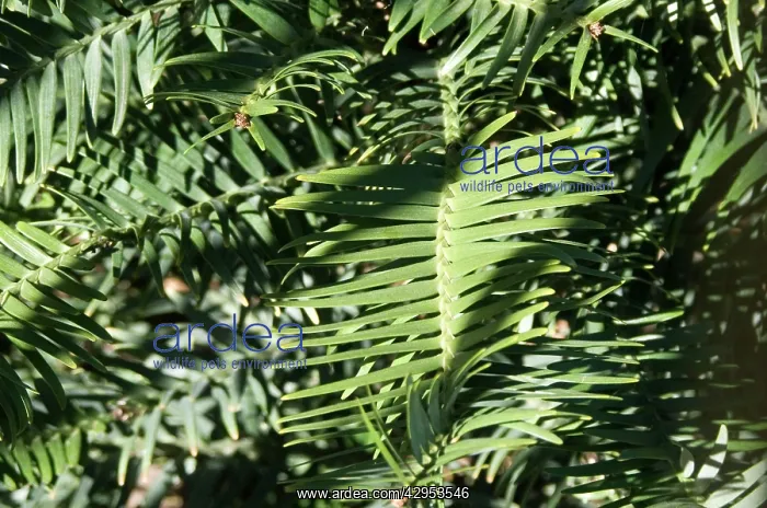 : Wollemi Pine - a recently discovered living fossil : Wollemi Pine - a recently discovered living fossil