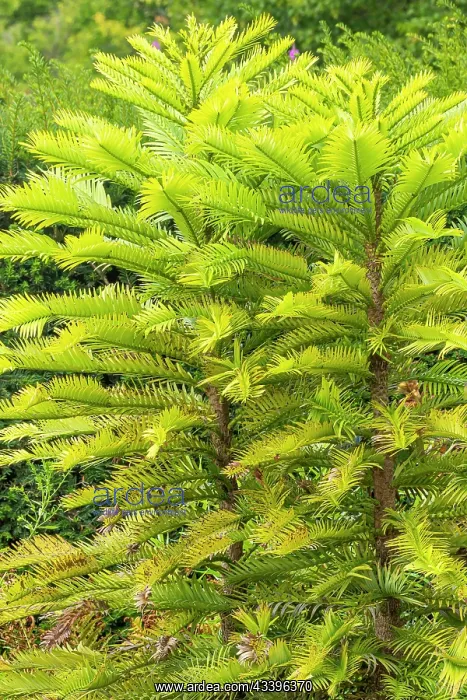 : Wollemi pine (Wollemia nobilis) : Wollemi pine (Wollemia nobilis)