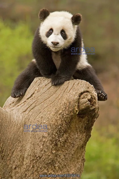  : Wolong Panda Reserve, China, Baby Panda