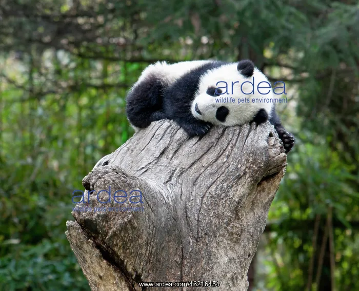 : Wolong Reserve, China, Baby panda asleep : Wolong Reserve, China, Baby panda asleep