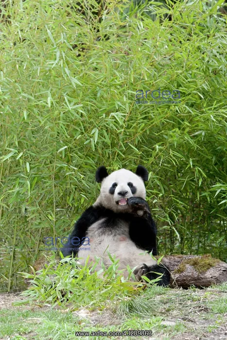: Wolong Reserve, China, Giant panda eating : Wolong Reserve, China, Giant panda eating