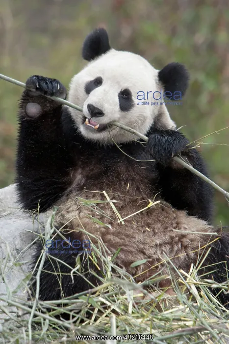 : Wolong Reserve, China, Giant panda eating : Wolong Reserve, China, Giant panda eating