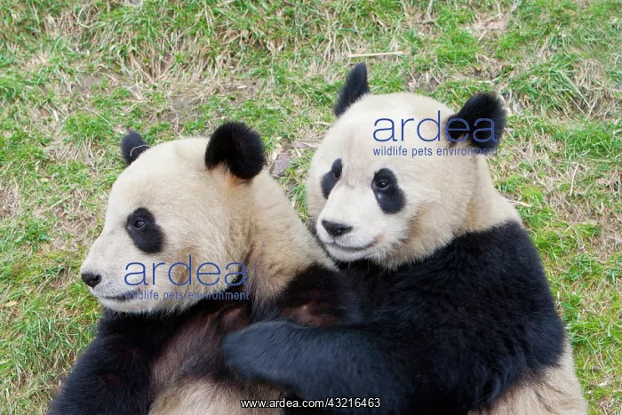 : Wolong Reserve, China, Giant panda hugging : Wolong Reserve, China, Giant panda hugging