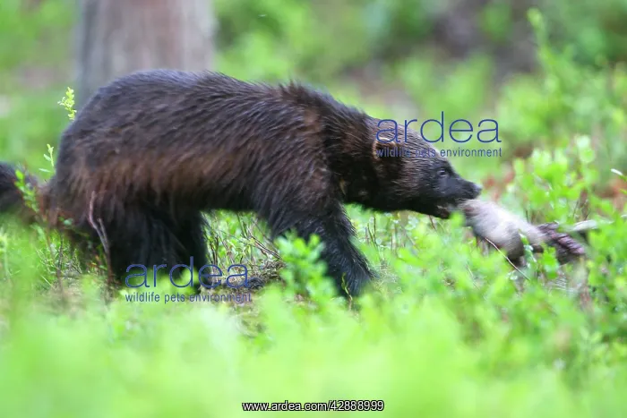 : Wolverine (Gulo gulo). Kuhmo, Finland : Wolverine (Gulo gulo). Kuhmo, Finland