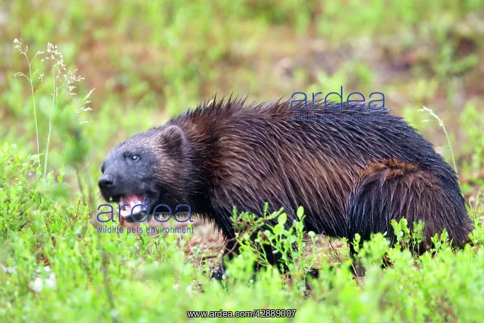 : Wolverine (Gulo gulo). Kuhmo, Finland : Wolverine (Gulo gulo). Kuhmo, Finland