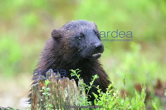 : Wolverine (Gulo gulo). Kuhmo, Finland : Wolverine (Gulo gulo). Kuhmo, Finland