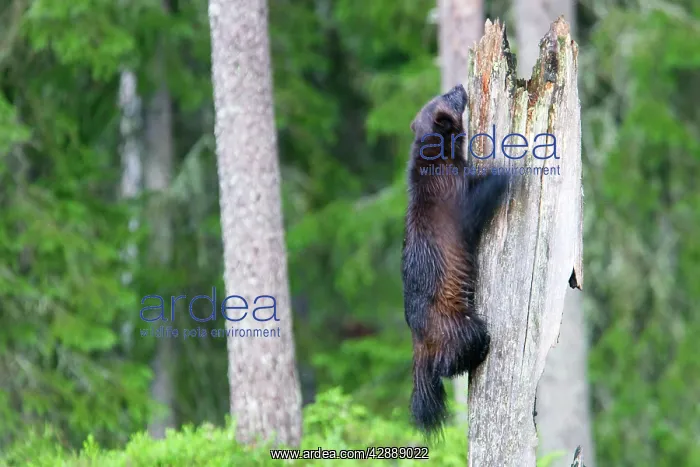 : Wolverine (Gulo gulo). Kuhmo, Finland : Wolverine (Gulo gulo). Kuhmo, Finland