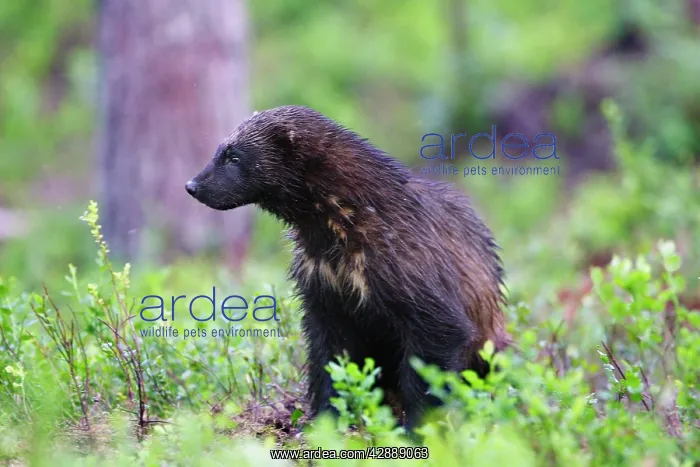 : Wolverine (Gulo gulo). Kuhmo, Finland : Wolverine (Gulo gulo). Kuhmo, Finland