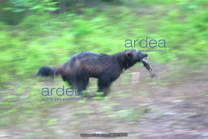 : Wolverine (Gulo gulo). Kuhmo, Finland : Wolverine (Gulo gulo). Kuhmo, Finland