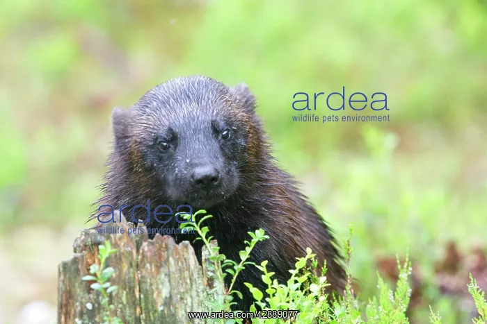 : Wolverine (Gulo gulo). Kuhmo, Finland : Wolverine (Gulo gulo). Kuhmo, Finland