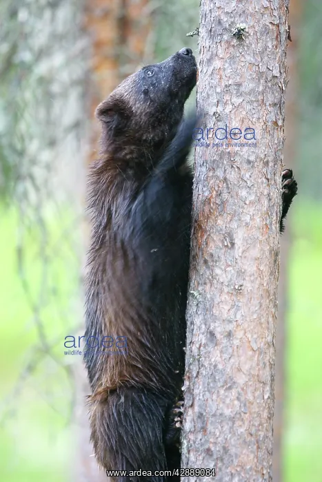 : Wolverine (Gulo gulo). Kuhmo, Finland : Wolverine (Gulo gulo). Kuhmo, Finland