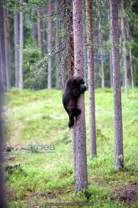 : Wolverine (Gulo gulo). Kuhmo, Finland : Wolverine (Gulo gulo). Kuhmo, Finland