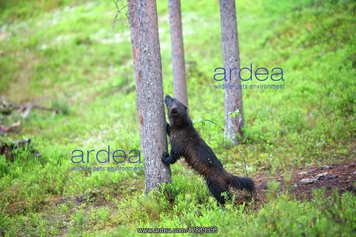 : Wolverine (Gulo gulo). Kuhmo, Finland : Wolverine (Gulo gulo). Kuhmo, Finland
