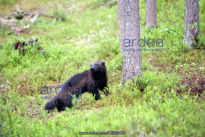 : Wolverine (Gulo gulo). Kuhmo, Finland : Wolverine (Gulo gulo). Kuhmo, Finland