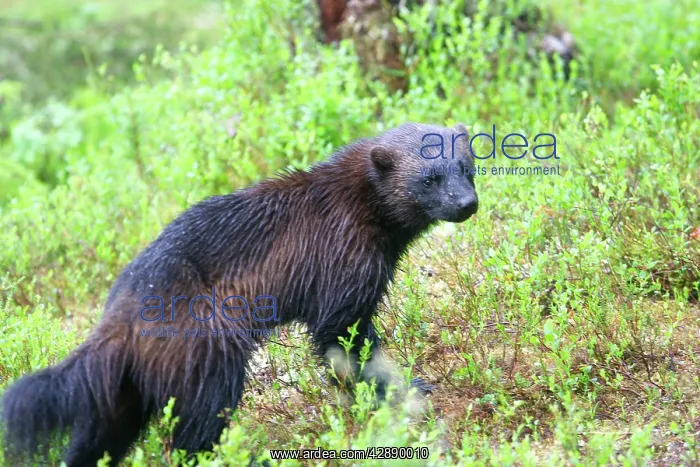 : Wolverine (Gulo gulo). Kuhmo, Finland : Wolverine (Gulo gulo). Kuhmo, Finland