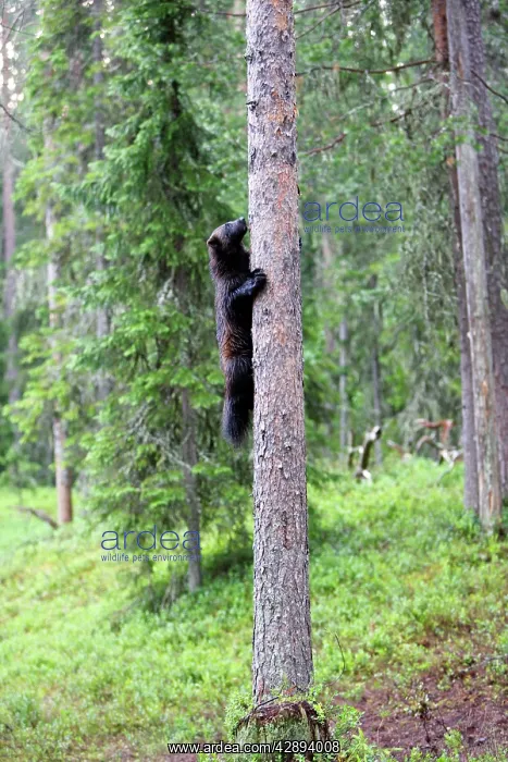 : Wolverine (Gulo gulo). Kuhmo, Finland : Wolverine (Gulo gulo). Kuhmo, Finland