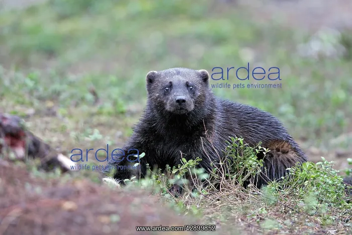 : Wolverine. (Gulo gulo). Kuhmo - Finland : Wolverine. (Gulo gulo). Kuhmo - Finland