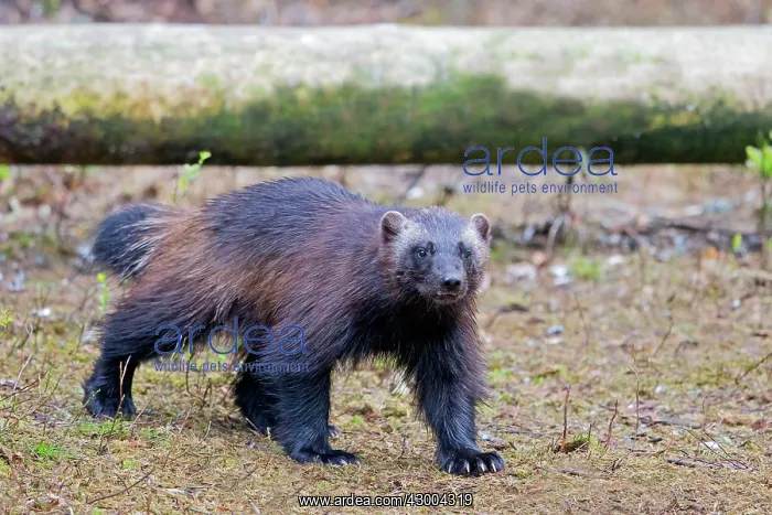 : Wolverine Kajaani, Kuhmo area, Finland : Wolverine Kajaani, Kuhmo area, Finland