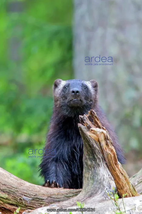 : Wolverine Kajaani, Kuhmo area, Finland : Wolverine Kajaani, Kuhmo area, Finland