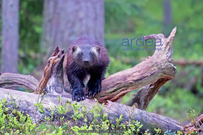 : Wolverine Kajaani, Kuhmo area, Finland : Wolverine Kajaani, Kuhmo area, Finland
