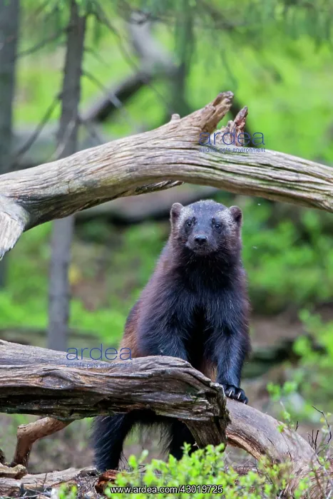 : Wolverine Kajaani, Kuhmo area, Finland : Wolverine Kajaani, Kuhmo area, Finland