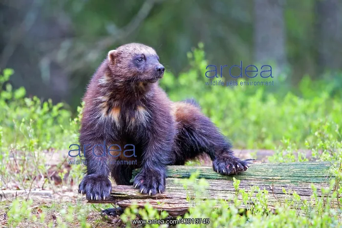 : Wolverine Kajaani, Kuhmo area, Finland : Wolverine Kajaani, Kuhmo area, Finland