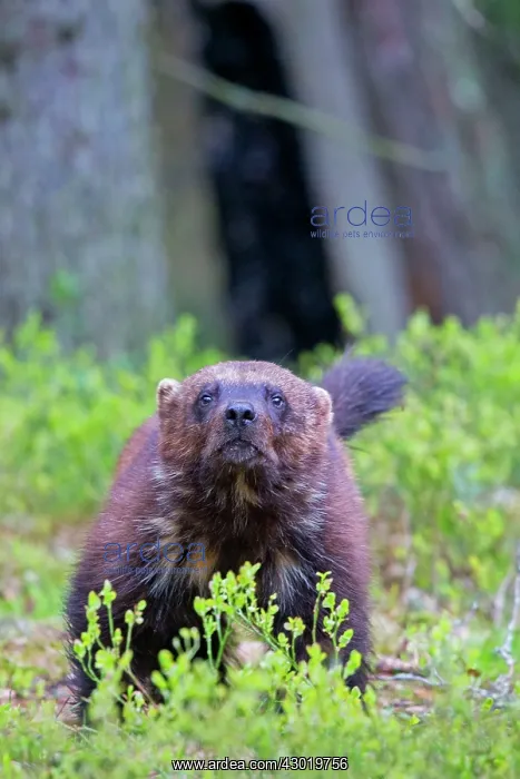 : Wolverine Kajaani, Kuhmo area, Finland : Wolverine Kajaani, Kuhmo area, Finland