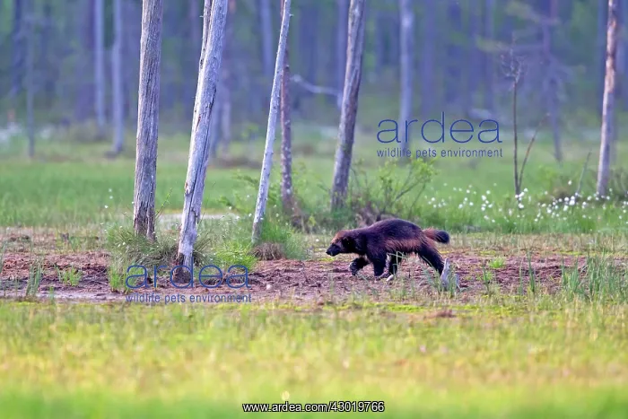 : Wolverine Kajaani, Kuhmo area, Finland : Wolverine Kajaani, Kuhmo area, Finland