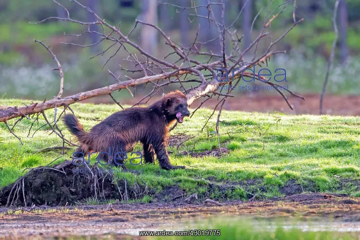 : Wolverine Kajaani, Kuhmo area, Finland : Wolverine Kajaani, Kuhmo area, Finland