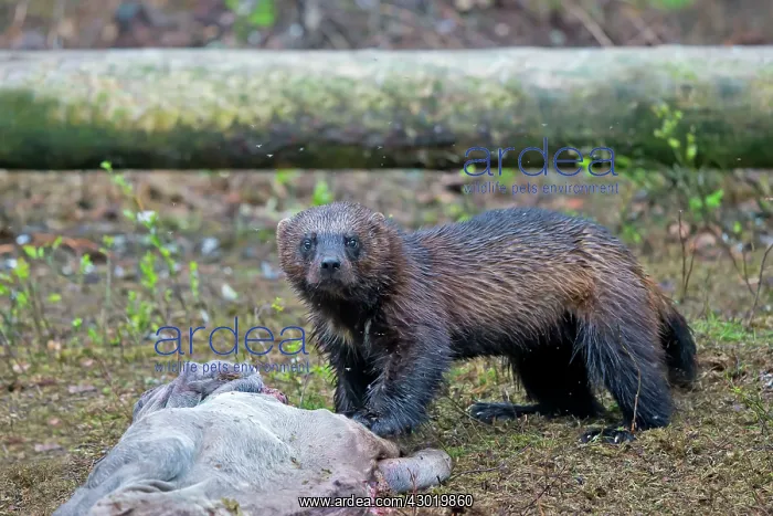 : Wolverine Kajaani, Kuhmo area, Finland : Wolverine Kajaani, Kuhmo area, Finland