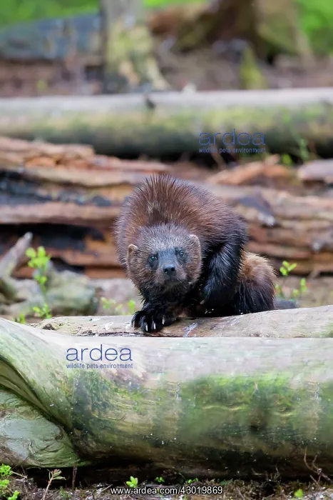 : Wolverine Kajaani, Kuhmo area, Finland : Wolverine Kajaani, Kuhmo area, Finland
