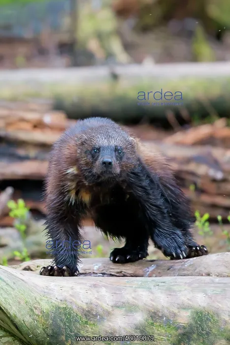 : Wolverine Kajaani, Kuhmo area, Finland : Wolverine Kajaani, Kuhmo area, Finland