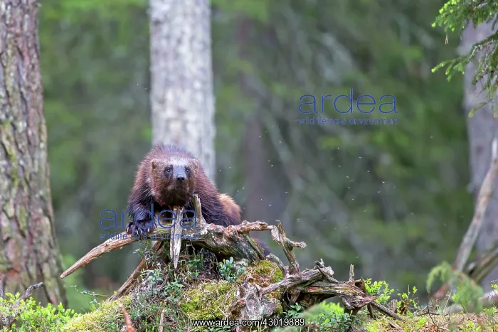 : Wolverine Kajaani, Kuhmo area, Finland : Wolverine Kajaani, Kuhmo area, Finland