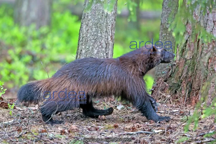 : Wolverine Kajaani, Kuhmo area, Finland : Wolverine Kajaani, Kuhmo area, Finland