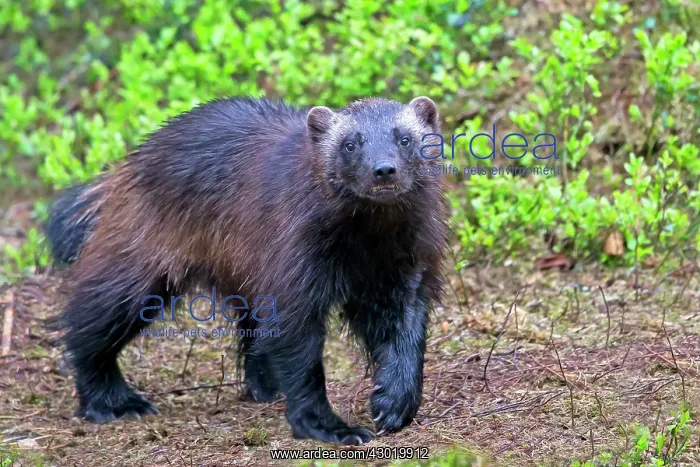 : Wolverine Kajaani, Kuhmo area, Finland : Wolverine Kajaani, Kuhmo area, Finland