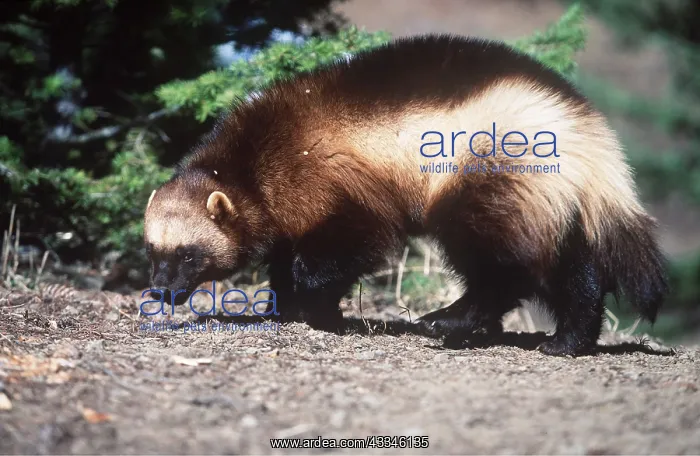 : WOLVERINE : WOLVERINE