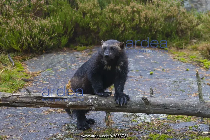 : Wolverine - adult animal - Haerjedalen, Sweden : Wolverine - adult animal - Haerjedalen, Sweden