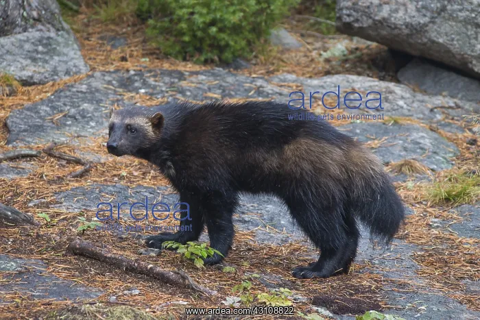 : Wolverine - adult animal - Haerjedalen, Sweden : Wolverine - adult animal - Haerjedalen, Sweden