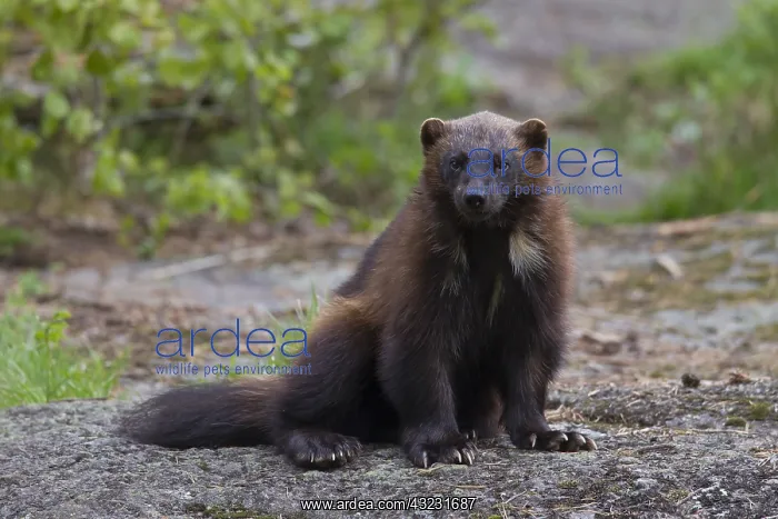 : Wolverine - adult animal - Haerjedalen, Sweden : Wolverine - adult animal - Haerjedalen, Sweden