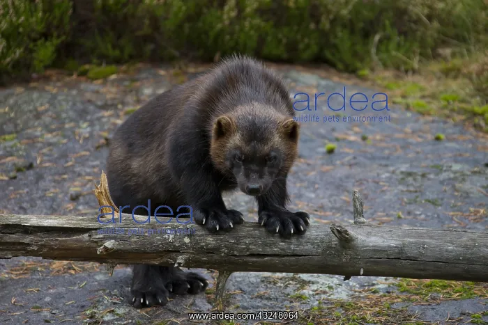 : Wolverine - adult animal - Haerjedalen, Sweden : Wolverine - adult animal - Haerjedalen, Sweden