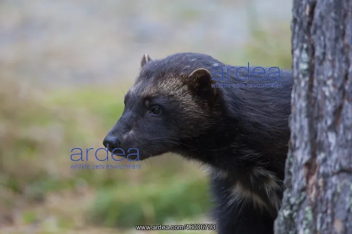 : Wolverine - adult animal portrait - Haerjedalen, Sweden : Wolverine - adult animal portrait - Haerjedalen, Sweden