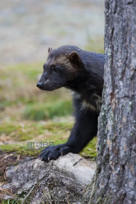 : Wolverine - adult animal portrait - Haerjedalen, Sweden : Wolverine - adult animal portrait - Haerjedalen, Sweden