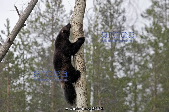 : Wolverine - climbing tree : Wolverine - climbing tree