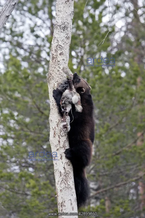  : Wolverine - climbing tree with prey
