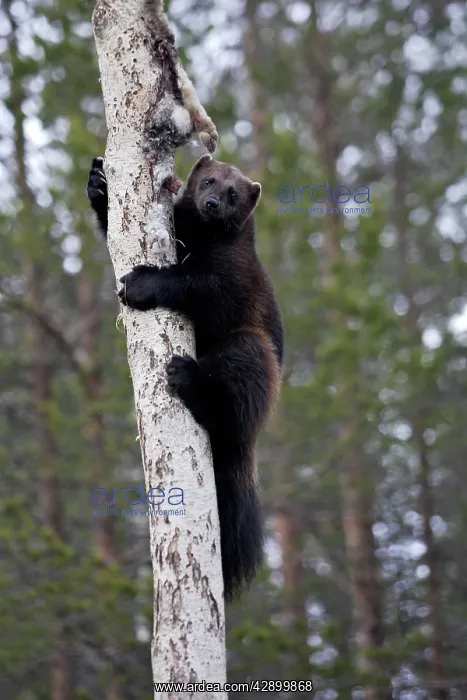  : Wolverine - climbing tree with prey