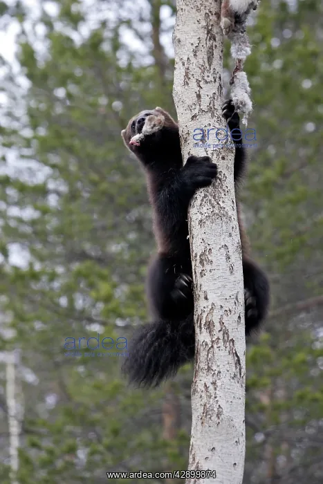  : Wolverine - climbing tree with prey