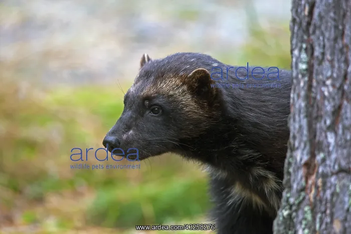 : Wolverine (Gulo gulo) in boreal forest on the taiga : Wolverine (Gulo gulo) in boreal forest on the taiga