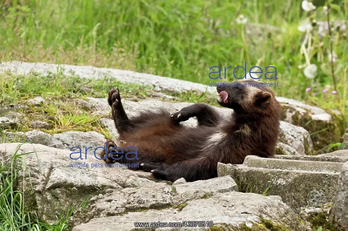 : Wolverine (Gulo gulo) in captivity. Sk ones Dyrepark : Wolverine (Gulo gulo) in captivity. Sk ones Dyrepark