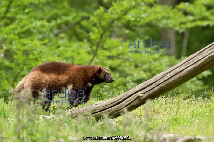 : Wolverine (Gulo gulo) in captivity. Sk ones Dyrepark : Wolverine (Gulo gulo) in captivity. Sk ones Dyrepark